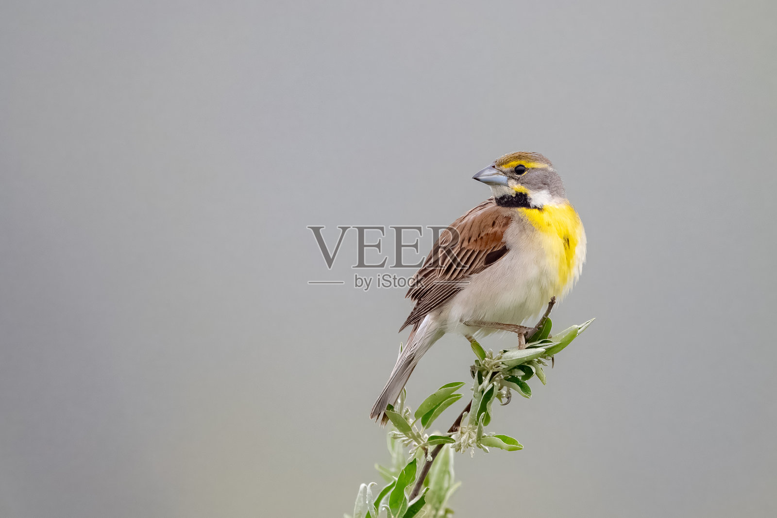 回头的黑喉歌雀照片摄影图片