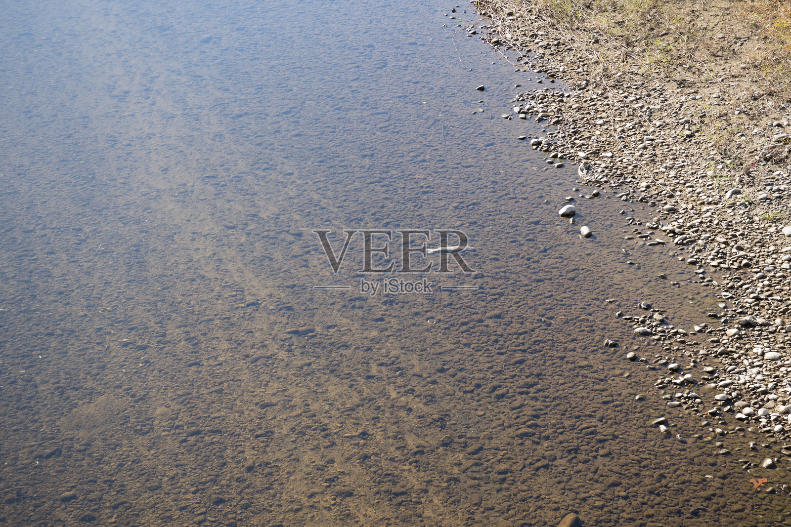 鲑鱼逆流而上游泳照片摄影图片