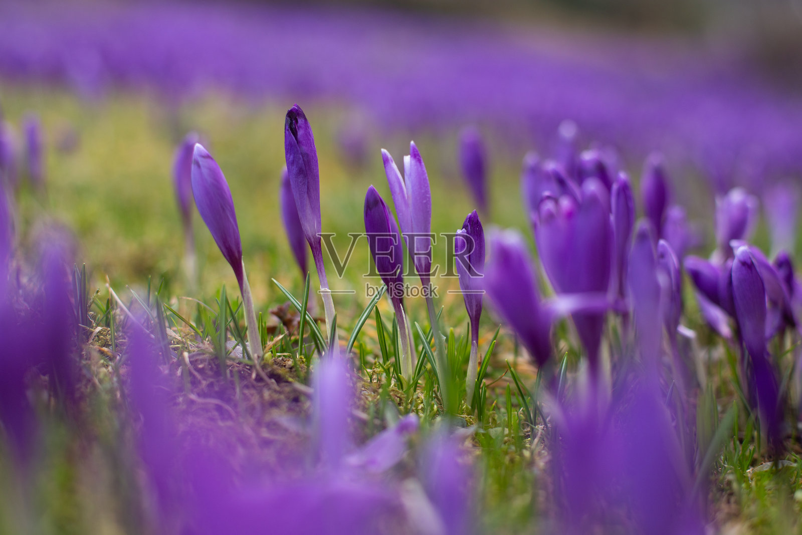 美丽的番红花特写在田野上盛开照片摄影图片