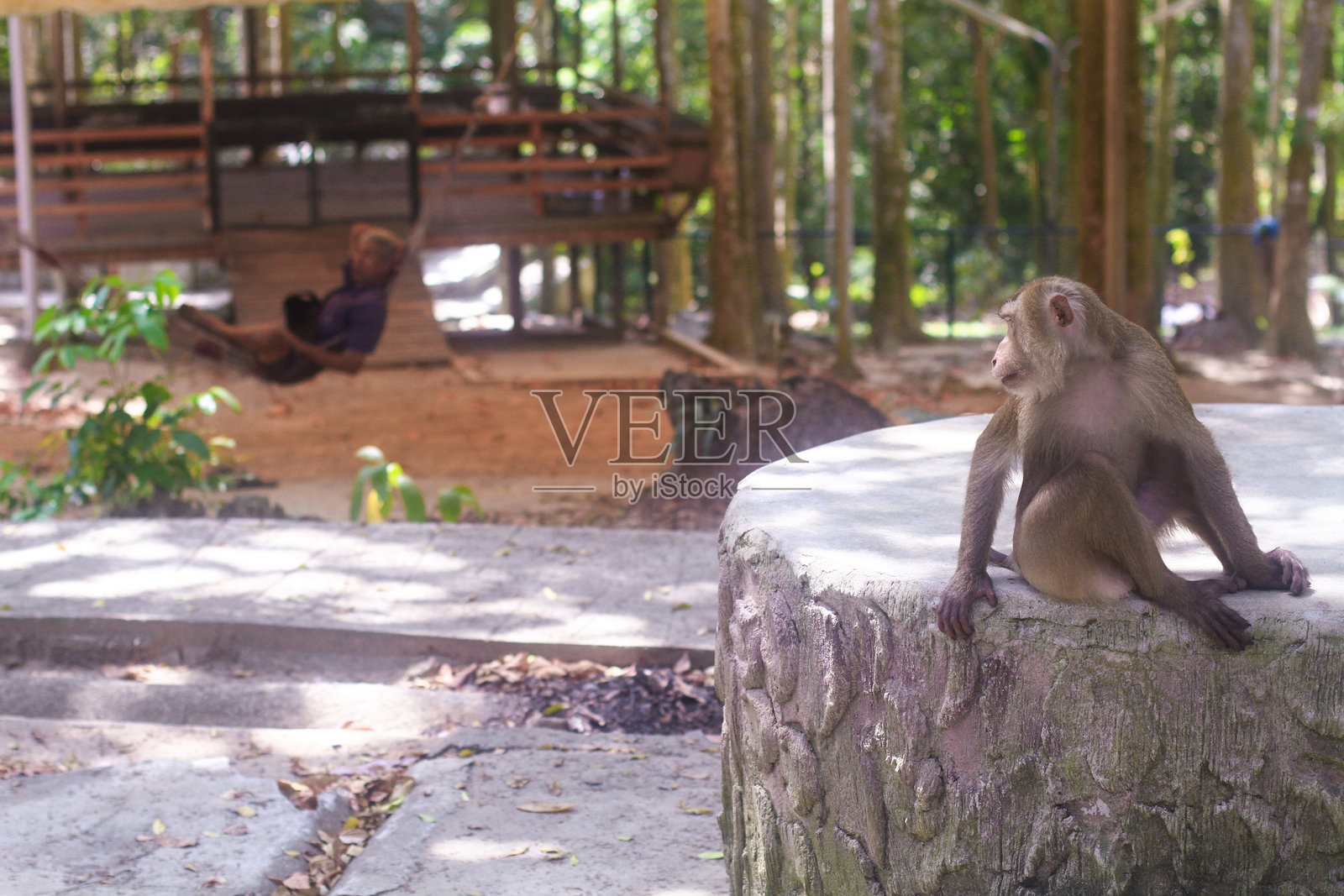 一只美丽的小猴子在动物园里被圈养照片摄影图片