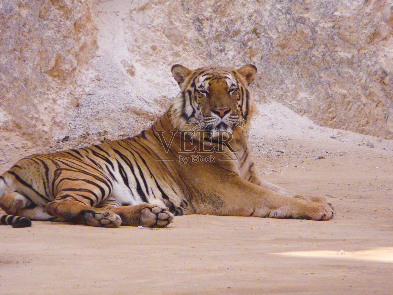 一只美丽的大老虎在动物园里休息和漫步。照片摄影图片