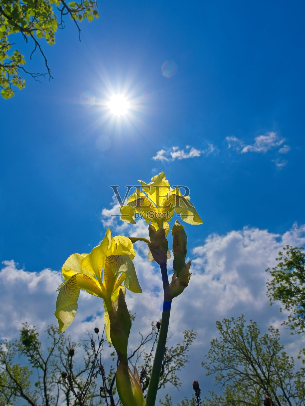 黄鸢尾在豌豆岭向阳而生照片摄影图片