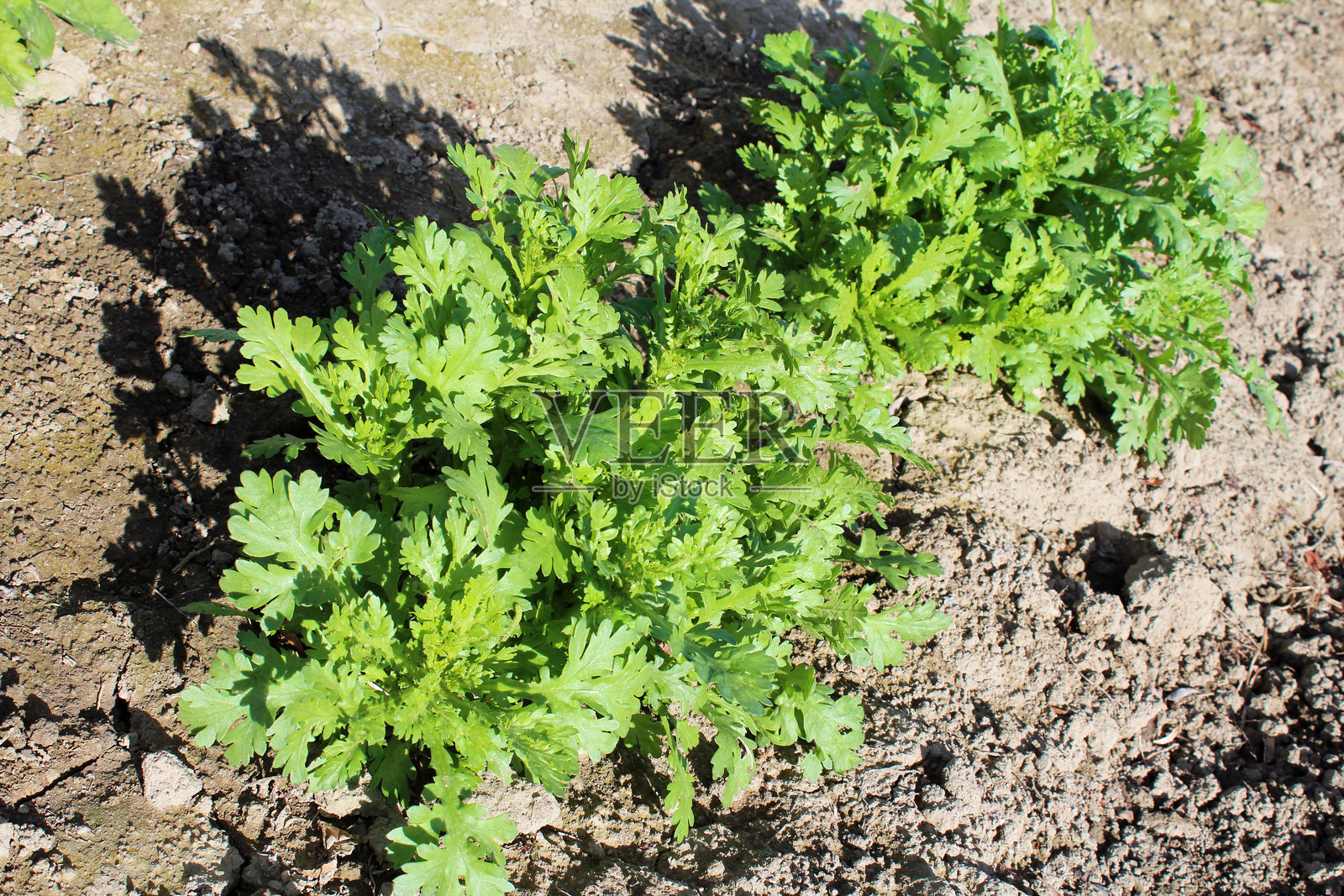 菜园中的香葱菊照片摄影图片