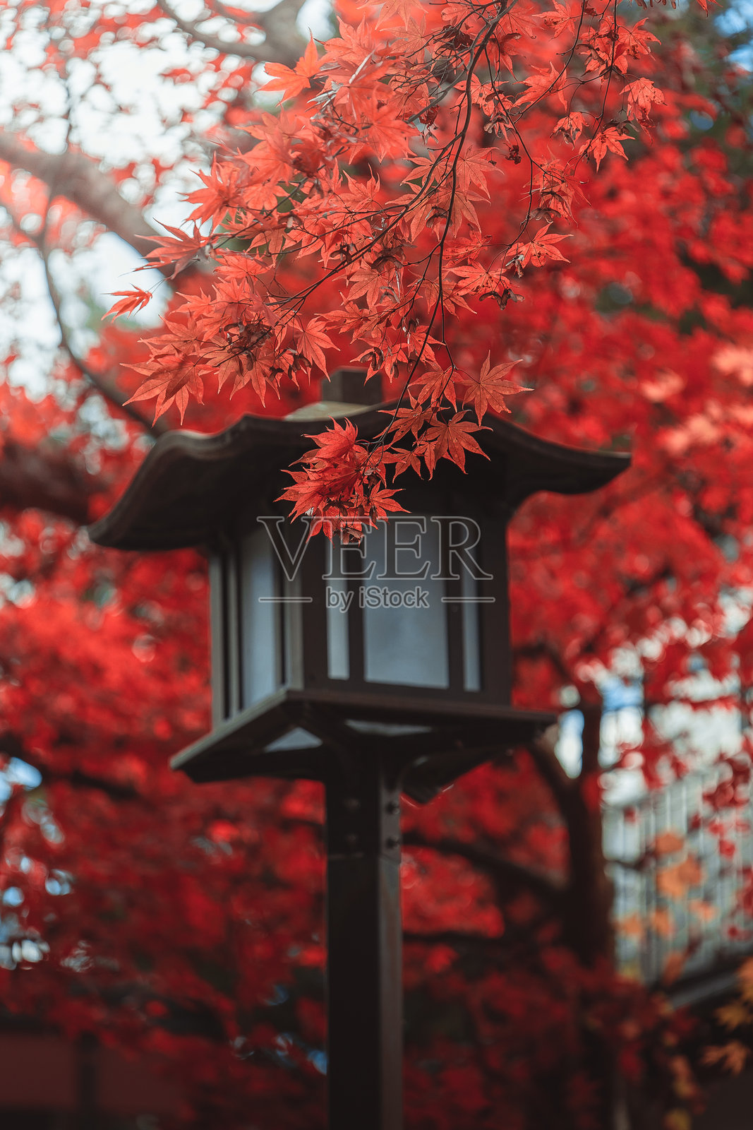 秋季的日本枫树，红叶季节，日光，栃木，日本照片摄影图片