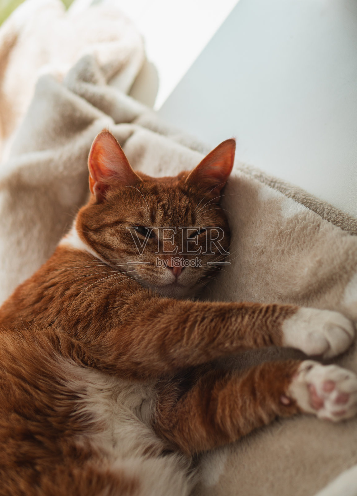 一个温馨的家庭场景，橘白相间的猫咪安静地睡在柔软的米色毛毯上，靠近阳光明媚的窗户。照片摄影图片