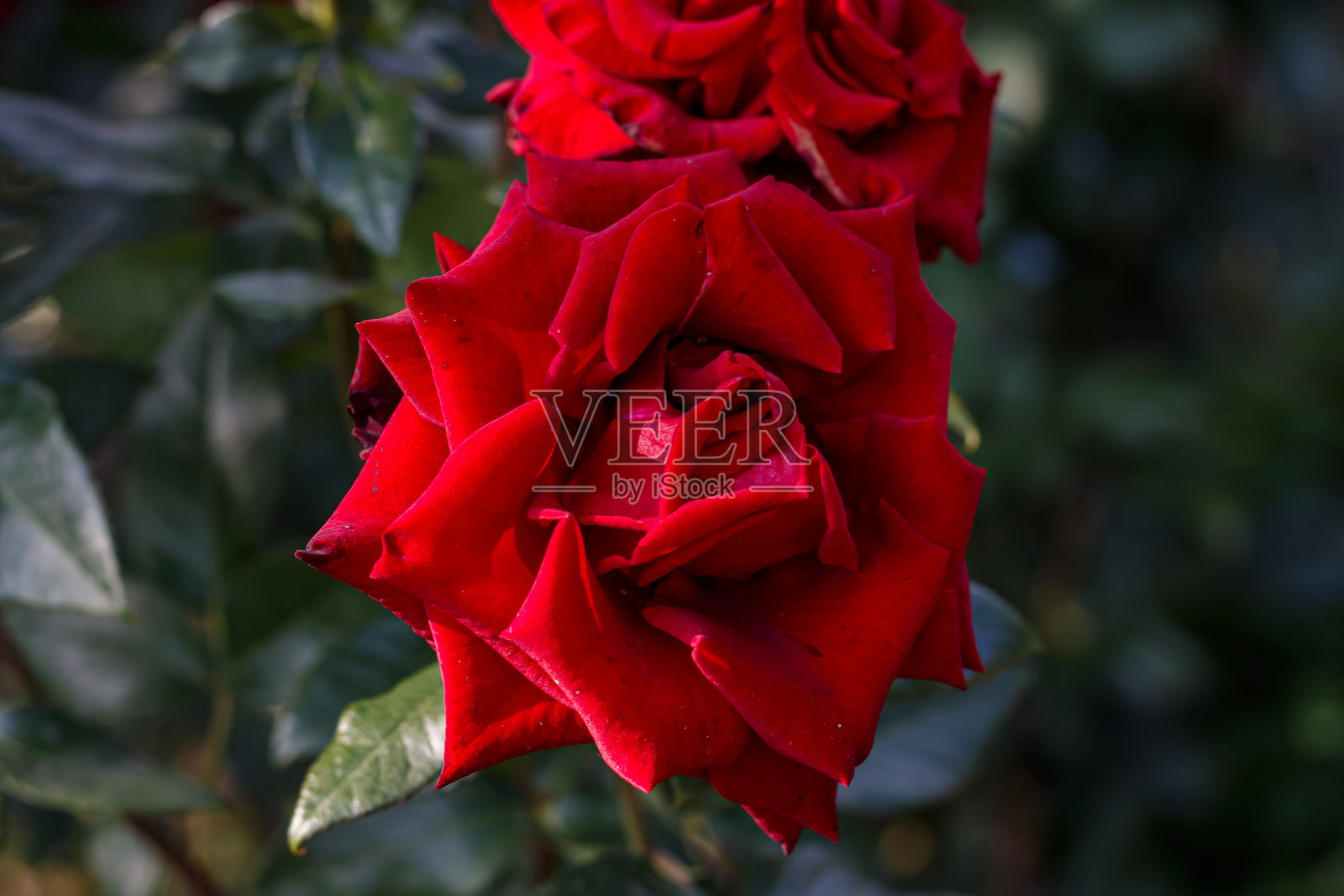 红玫瑰花园——盛开的猩红玫瑰花苞特写，夏季花卉，浪漫自然花卉摄影照片摄影图片