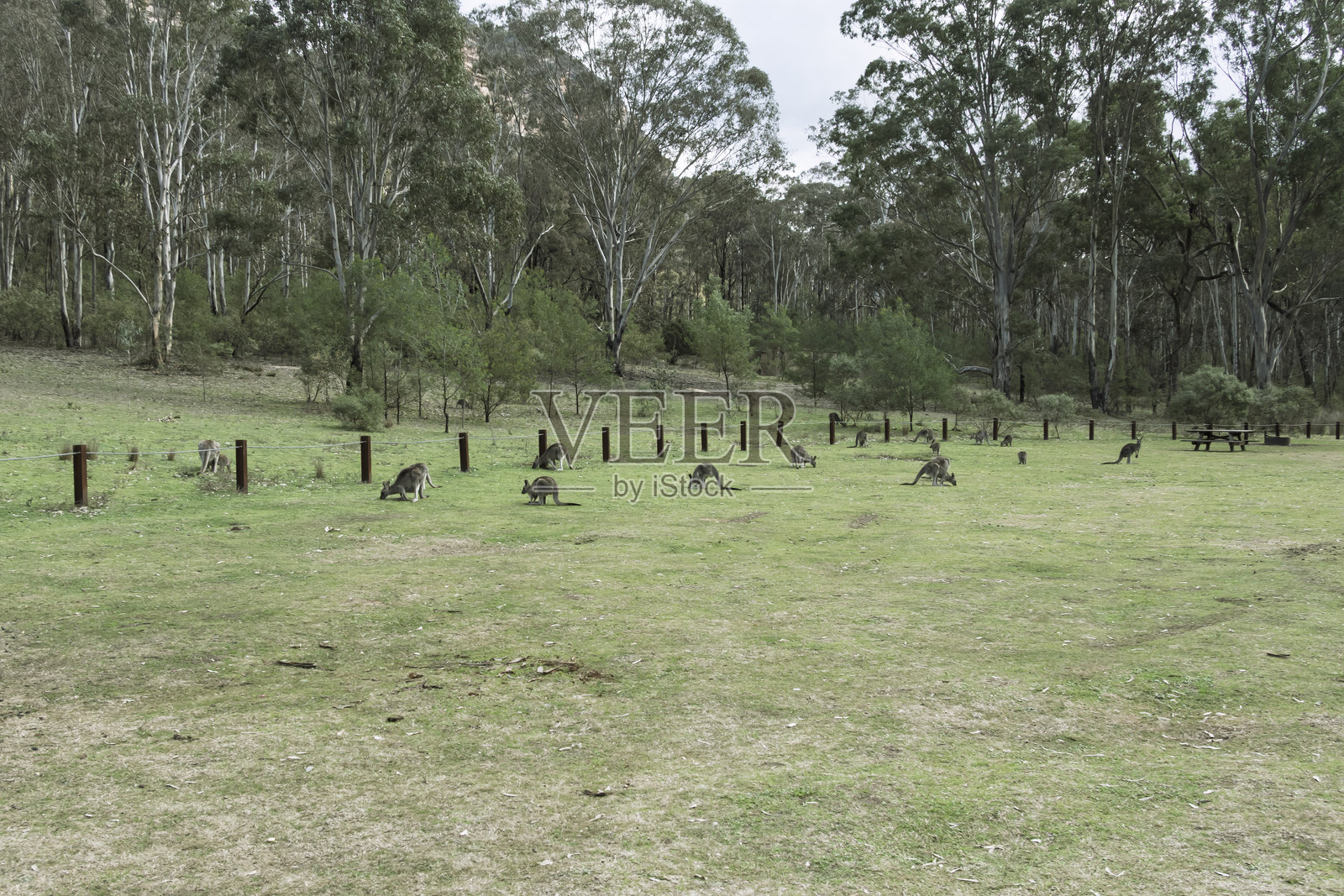 一群袋鼠在沃勒米国家公园的阳光下吃草照片摄影图片