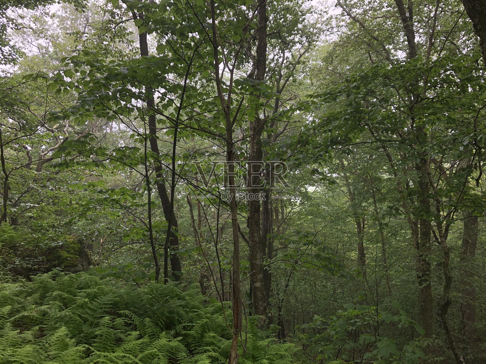 在纽约州的卡茨基尔山脉中，六月份攀登桌山。照片摄影图片