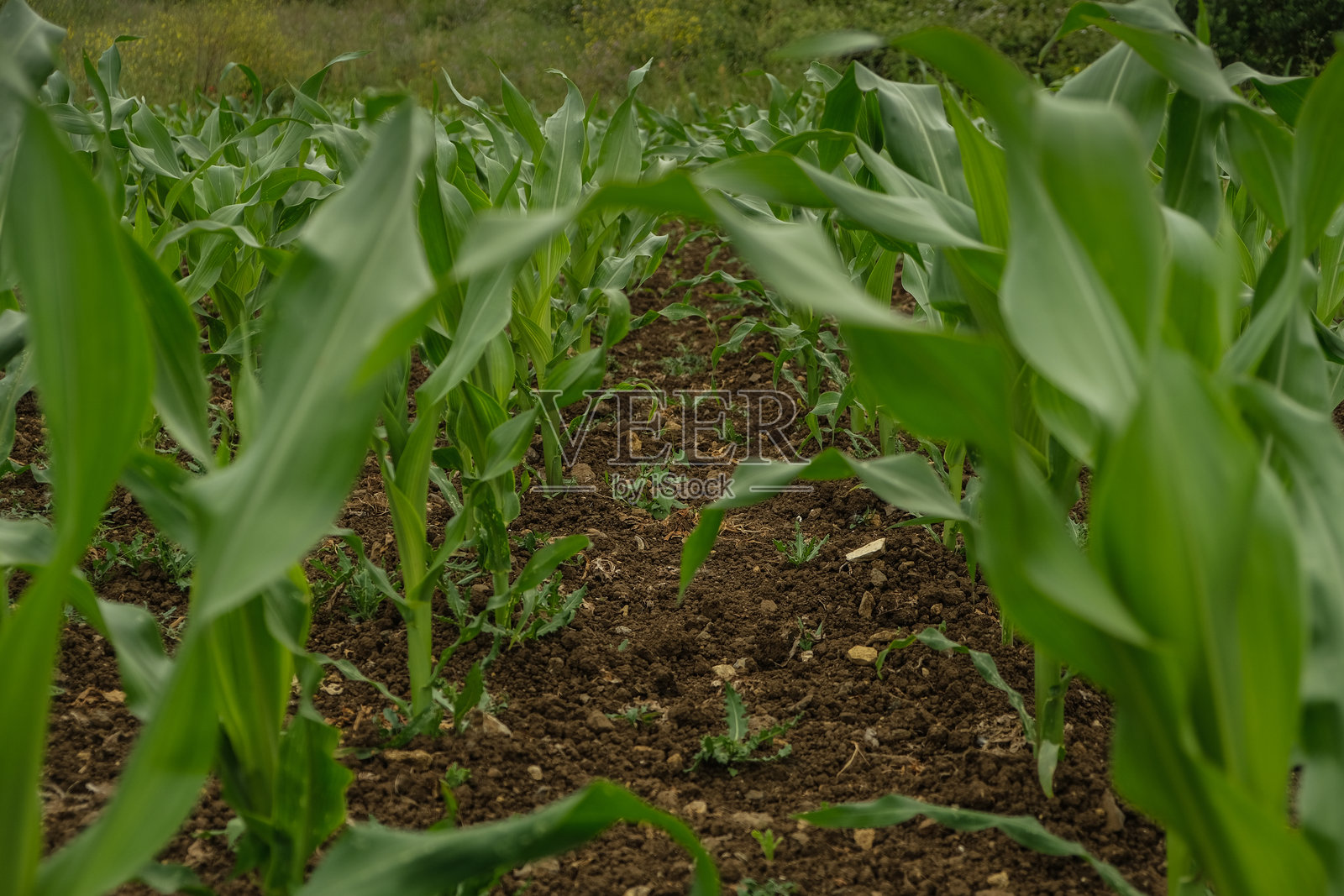 年轻的玉米田行在肥沃的土壤中生长照片摄影图片