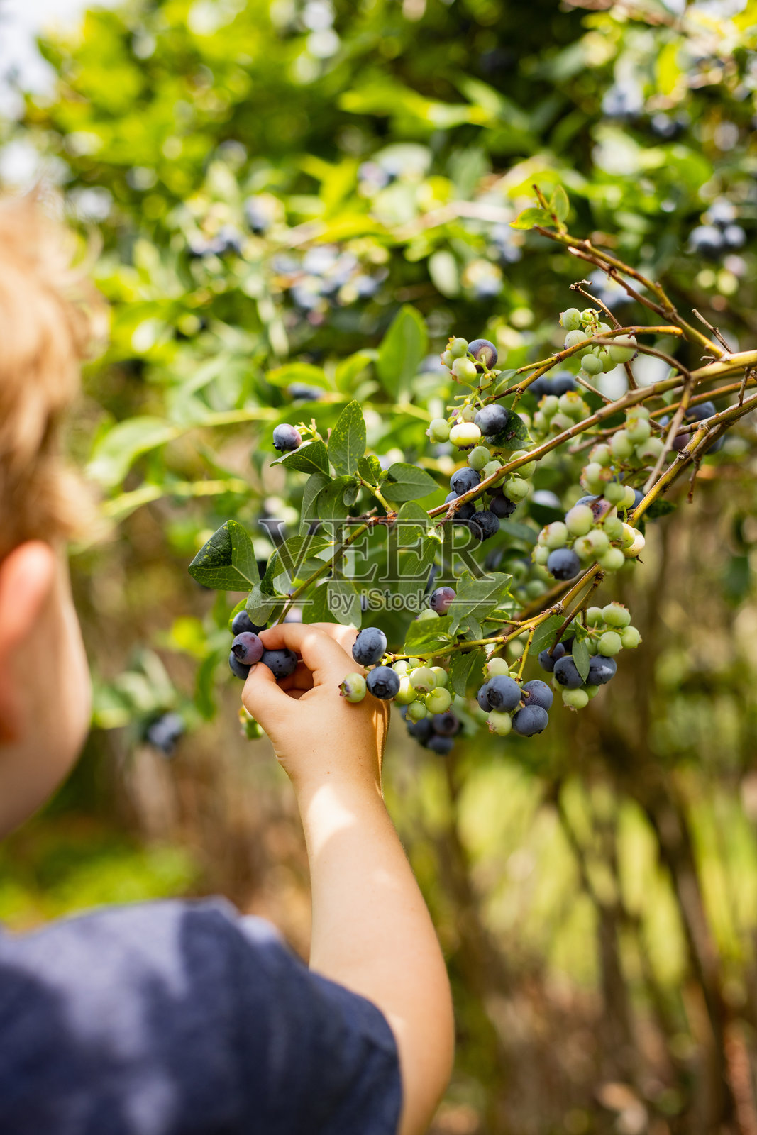 一个小男孩的手从灌木丛中采摘新鲜的蓝莓照片摄影图片
