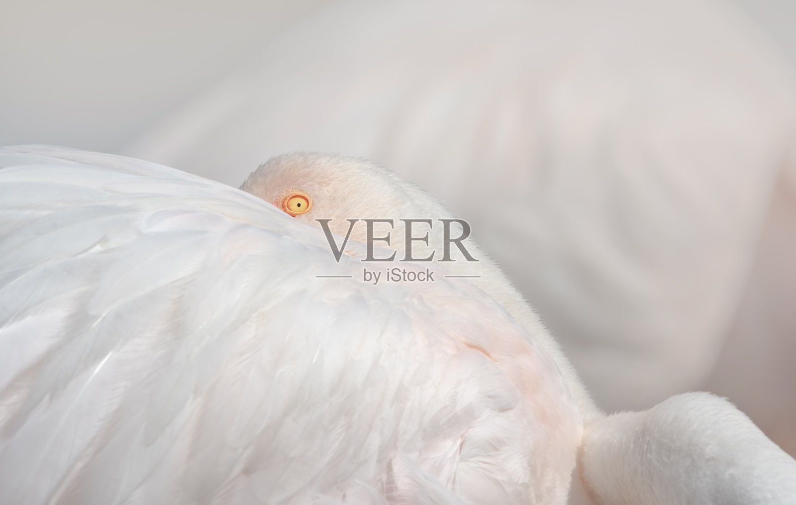 大火烈鸟（Phoenicopterus Roseus）的眼睛照片摄影图片