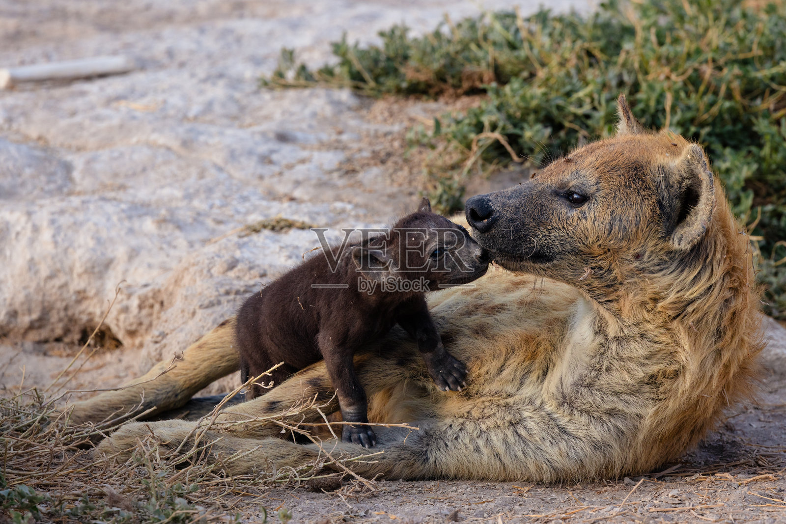 土狼照片摄影图片