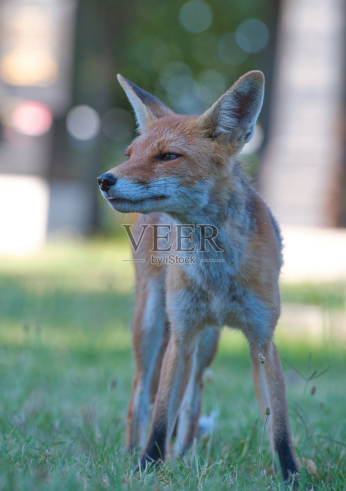 维也纳的雌性城市狐狸照片摄影图片
