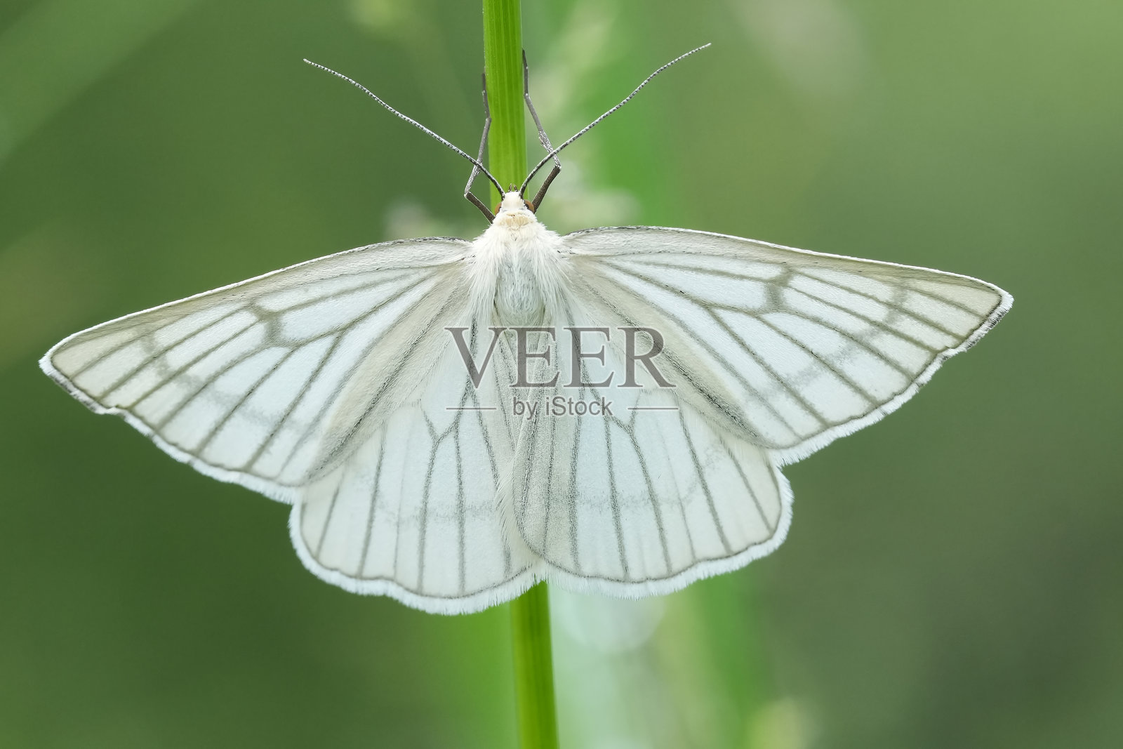 美丽的欧洲黑脉尺蠖蛾（Siona lineata）在草地上展开翅膀的背面特写照片摄影图片