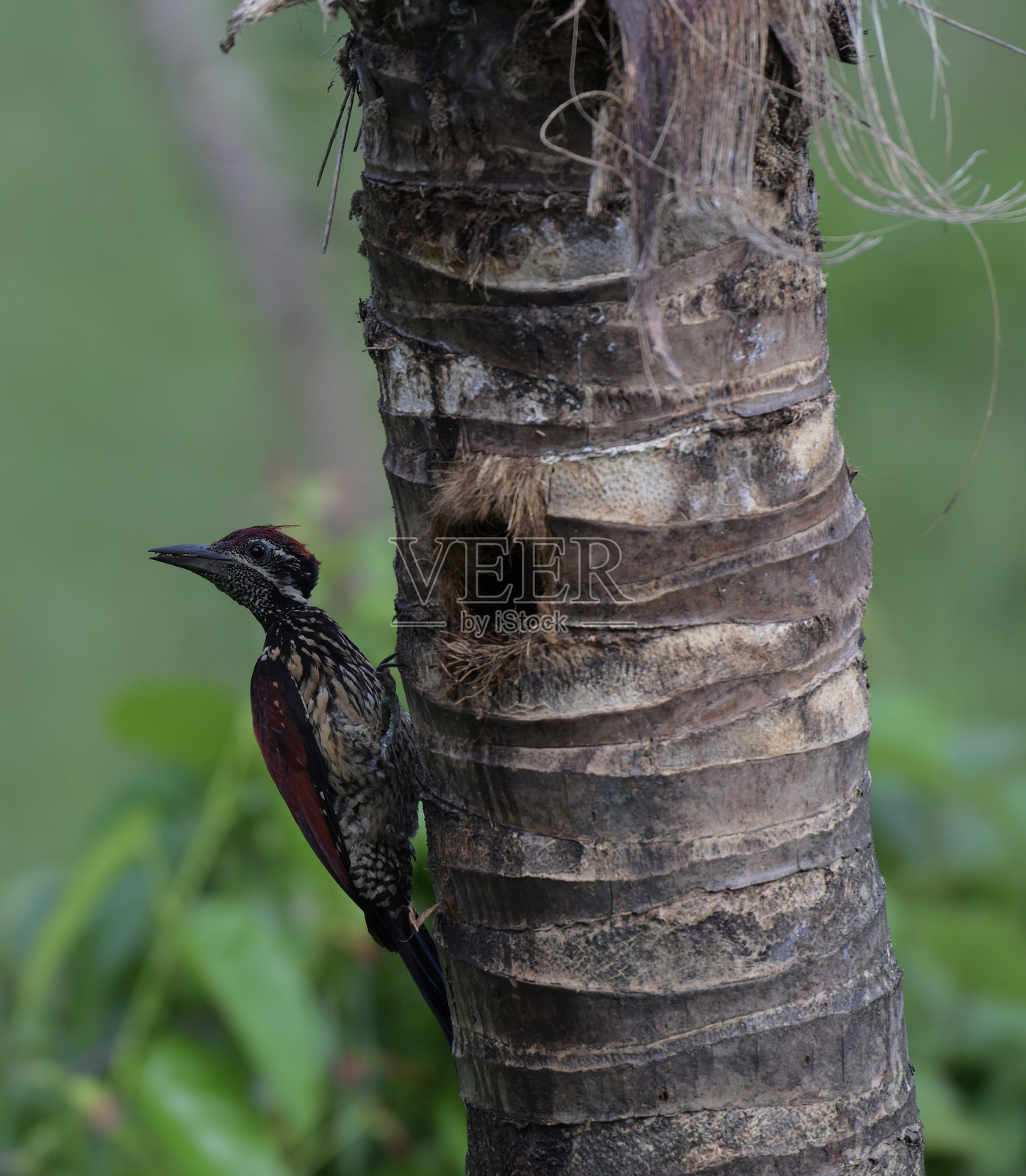 地方性红背啄木鸟，较小的火背啄木鸟照片摄影图片
