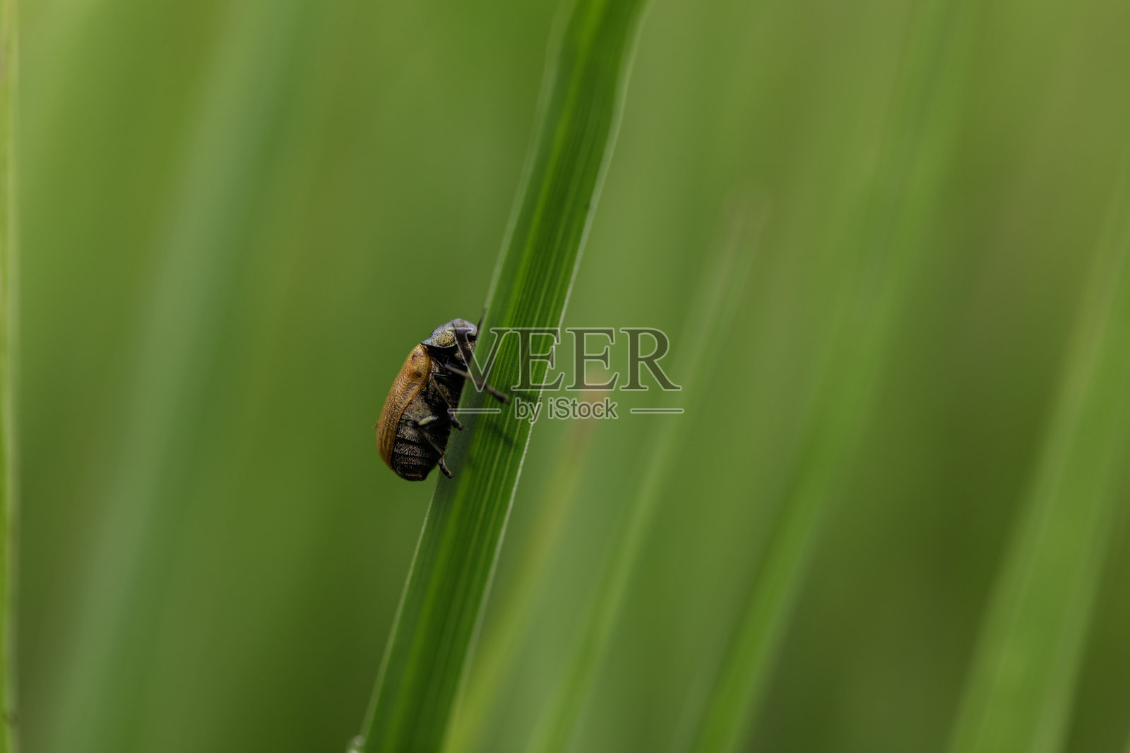 特写镜头，甲虫在自然环境中攀爬绿色草叶，背景模糊的绿色。照片摄影图片