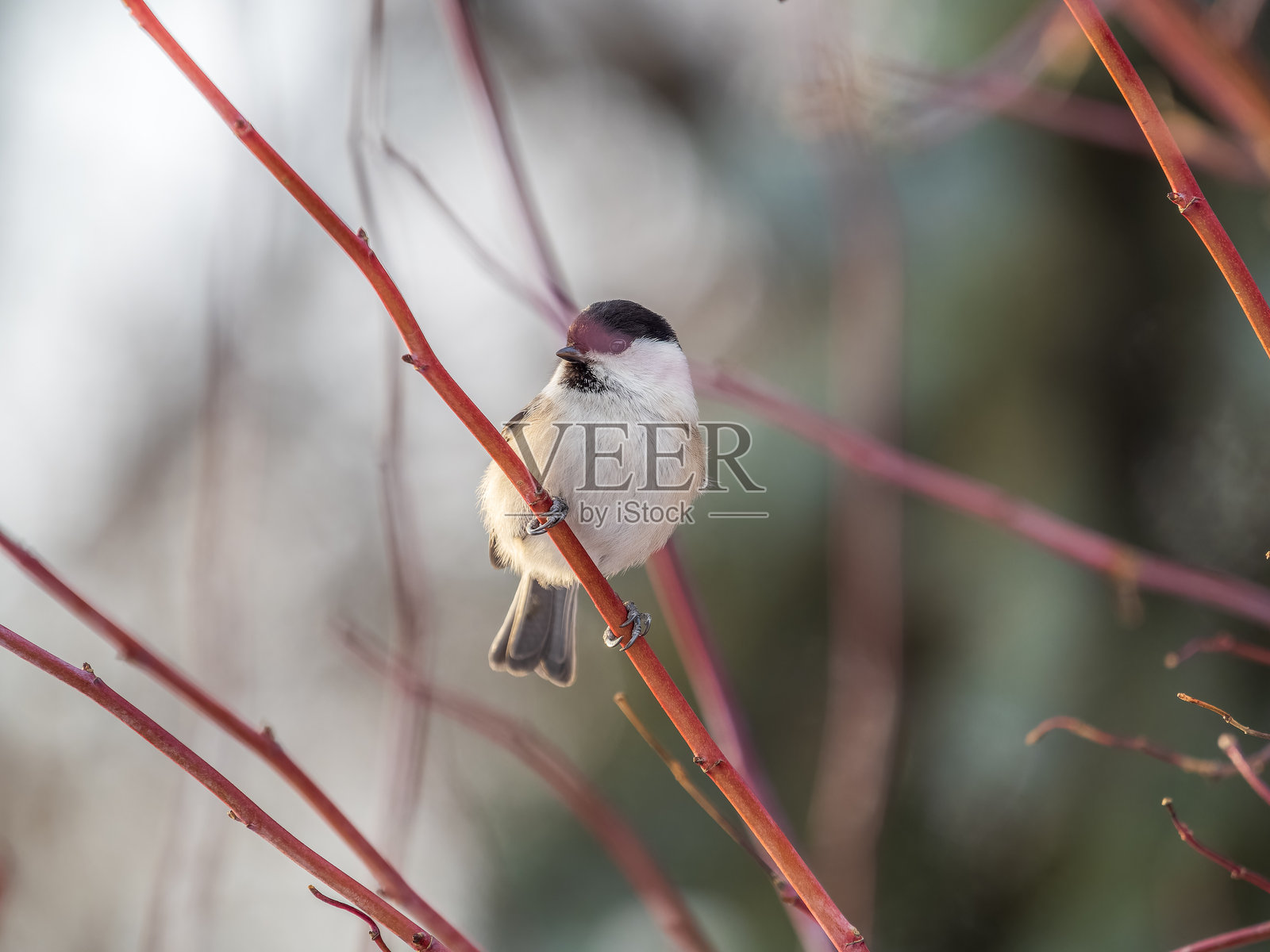 可爱的柳山雀，冬天时坐在光秃的树枝上的鸣禽。照片摄影图片