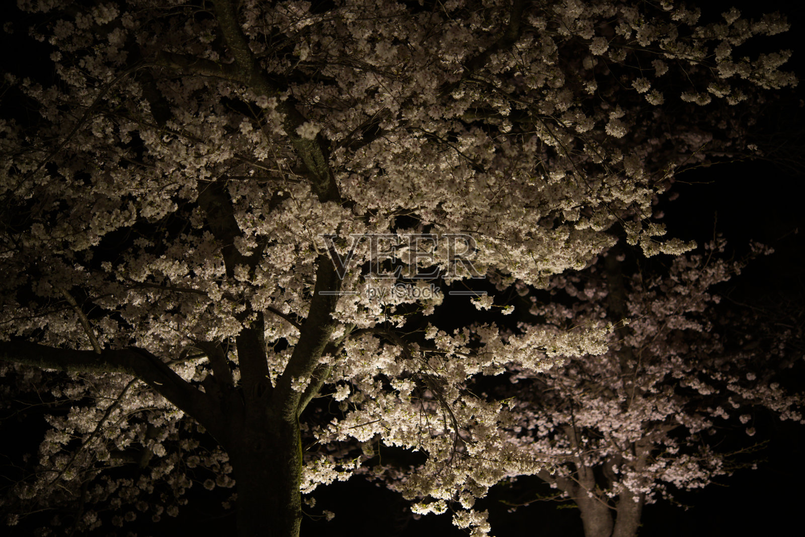 樱花树照片摄影图片