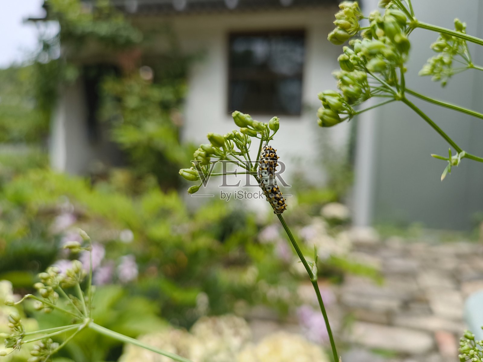 日本花园中的昆虫与花卉照片摄影图片