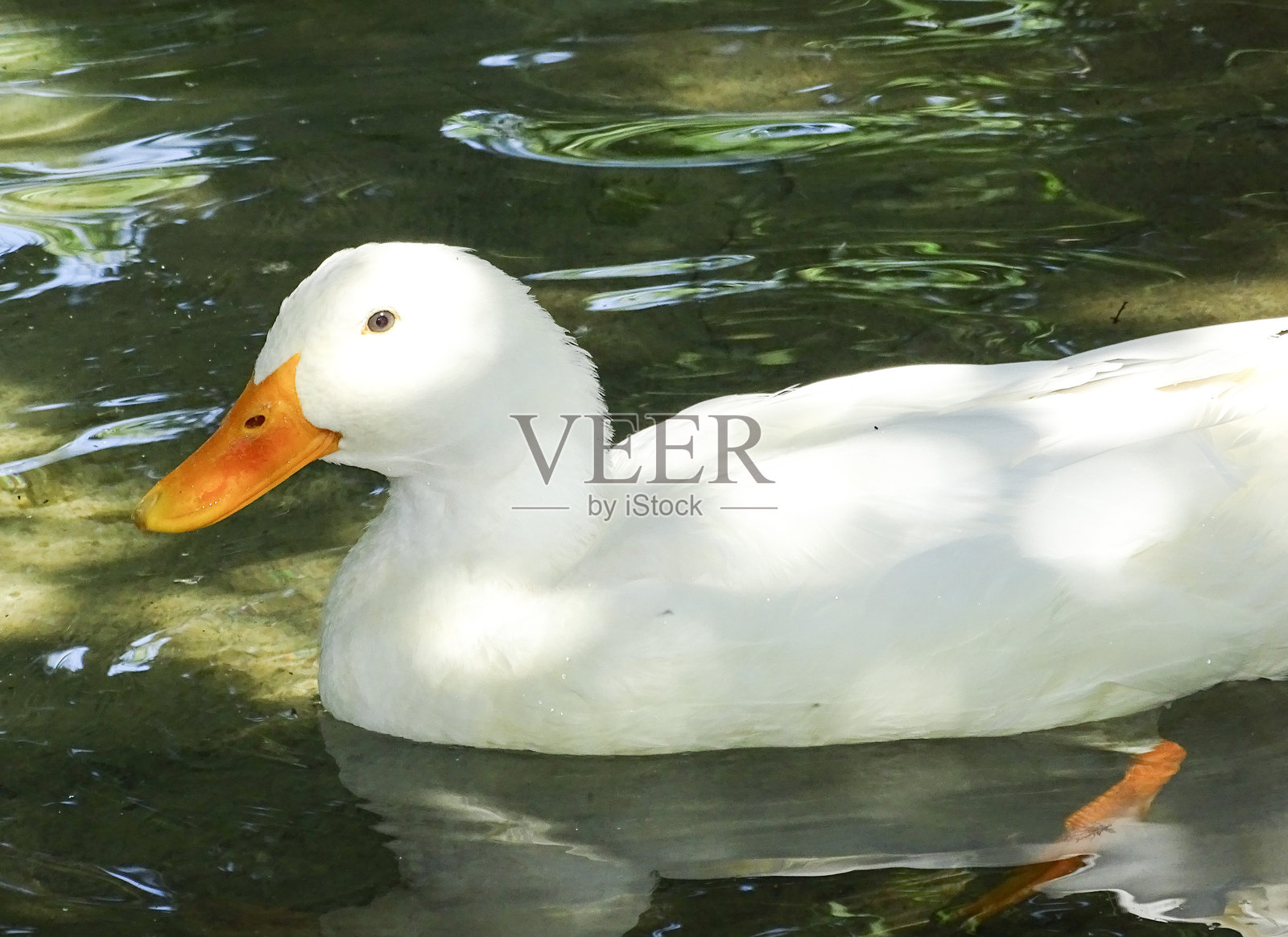 罗马尼亚水面上的白鸭照片摄影图片