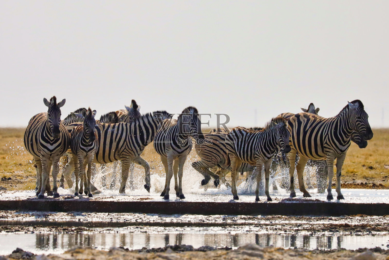 斑马在水中嬉戏照片摄影图片
