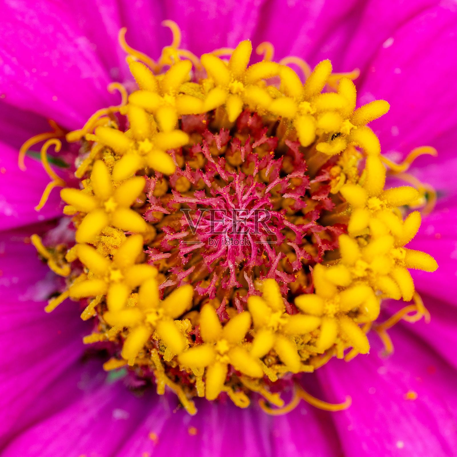 鲜艳的粉色百日草花特写。照片摄影图片