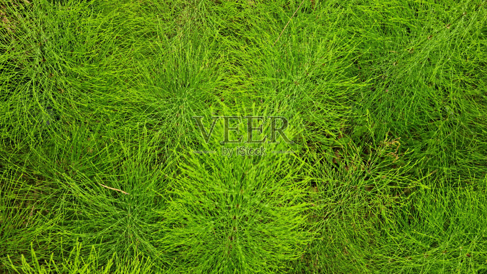 马尾草和蕨类植物丛的特写。选择性对焦。照片摄影图片