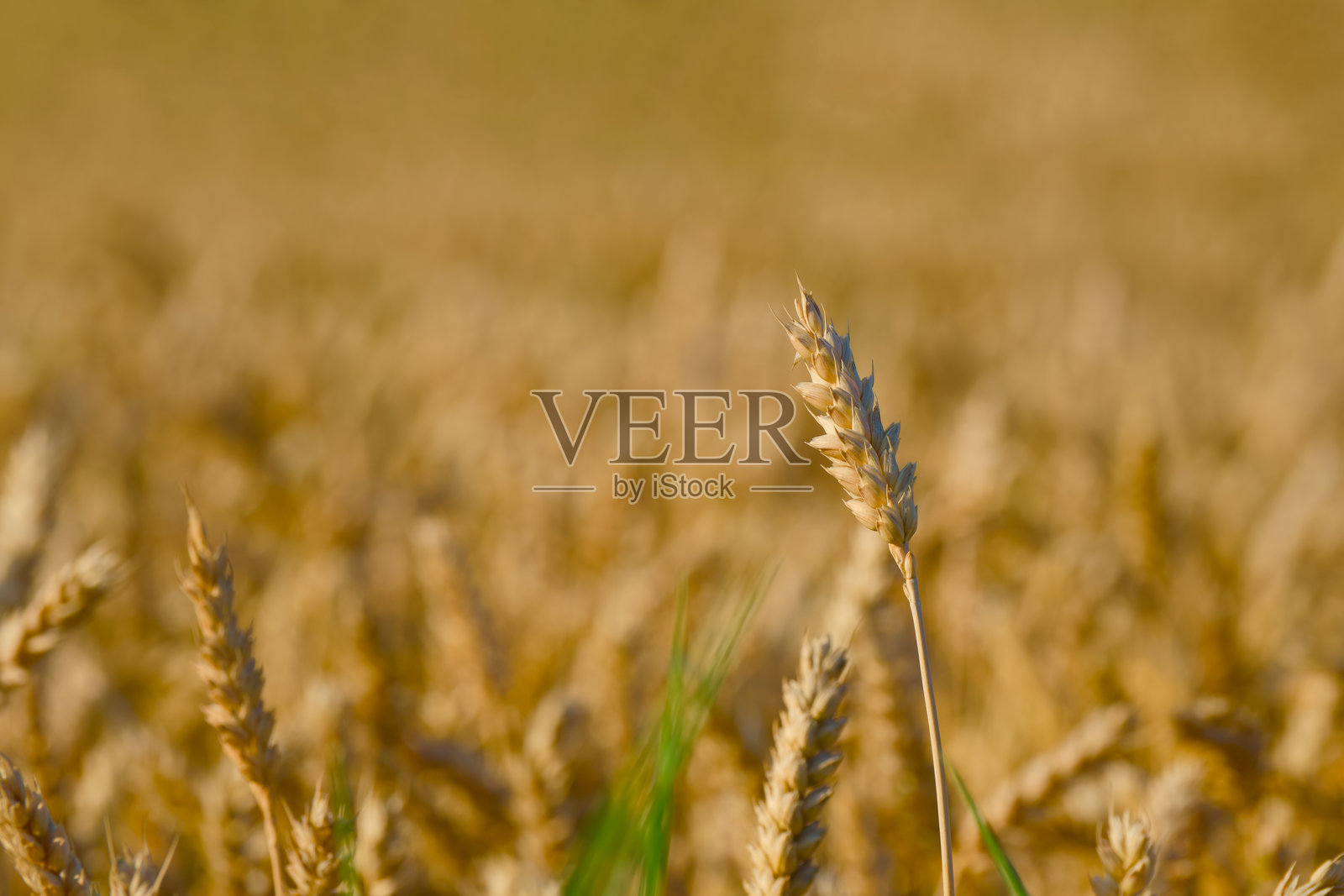 成熟的麦穗照片摄影图片