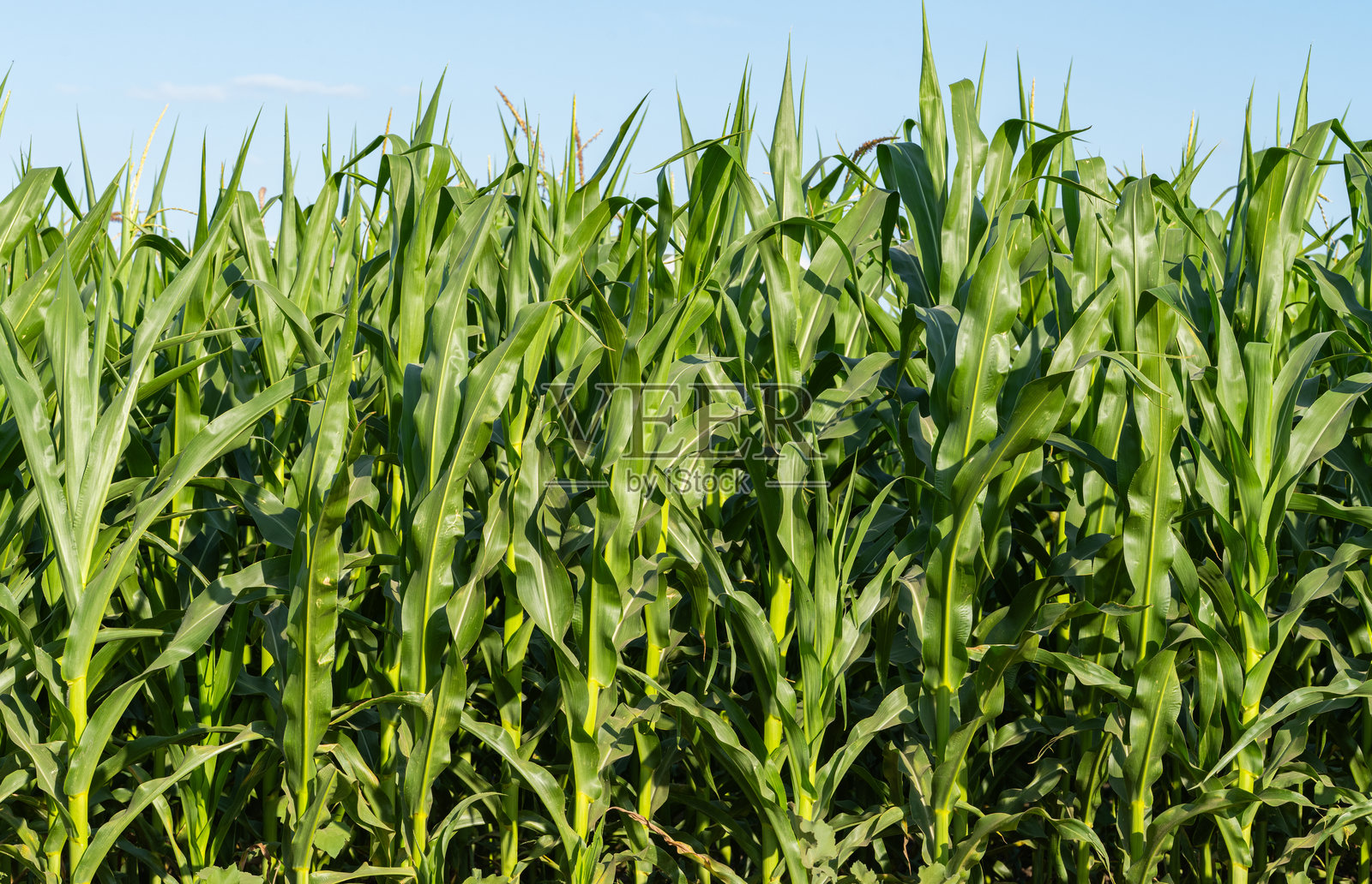 绿色玉米生长中照片摄影图片