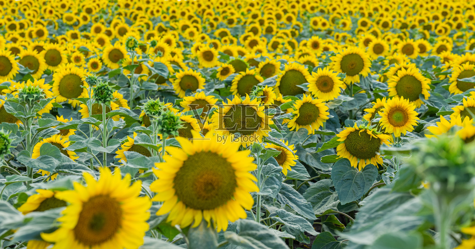 向日葵在田野中盛开照片摄影图片