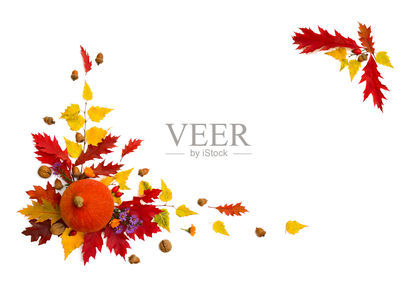 红橡树叶、黄桦树叶、南瓜、核桃、橡果、浆果和花朵的框架，背景为白色，留有文字空间。俯视图，平铺展示。感恩节的布置。照片摄影图片
