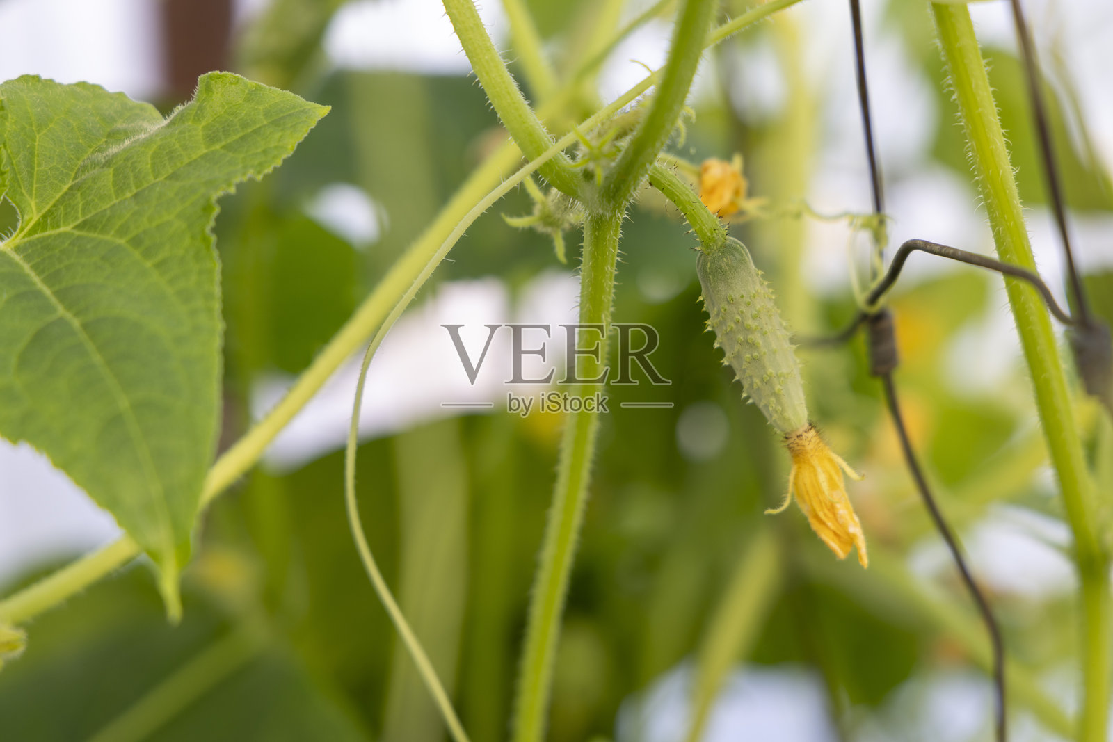一株开着黄色花朵的植物正在铁丝上生长照片摄影图片