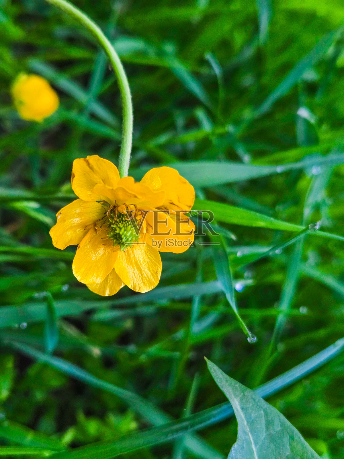 随机拍摄的照片，效果非常完美。照片摄影图片