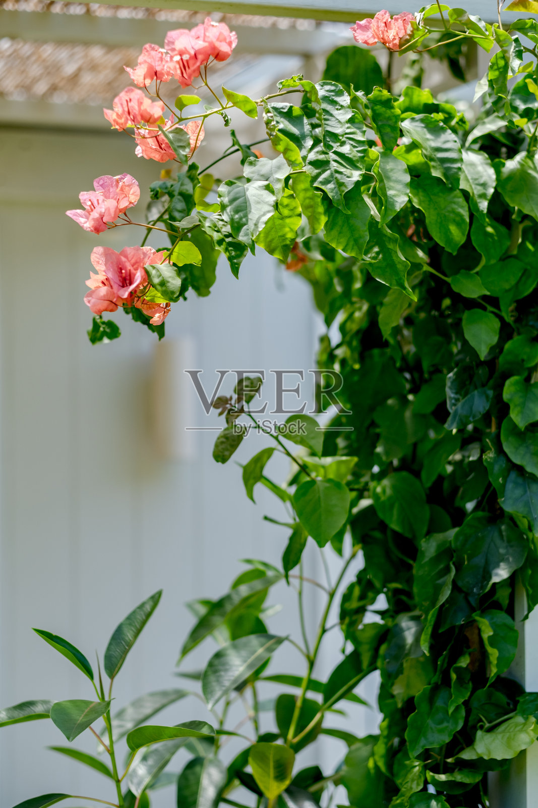 小别墅与郁郁葱葱的花园照片摄影图片