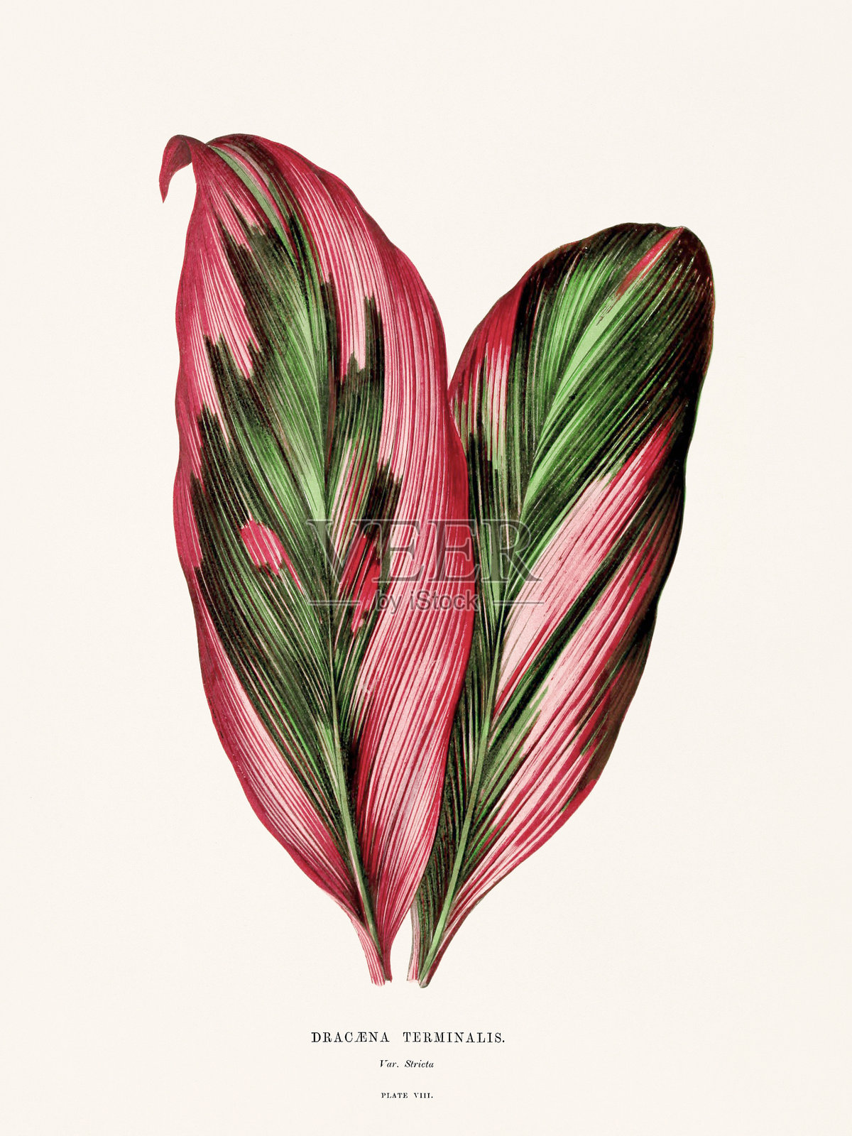 美丽叶子的植物。复古植物插图展示装饰性叶片。插画图片素材