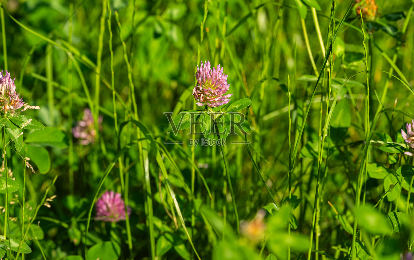 草地上生长的三叶草照片摄影图片