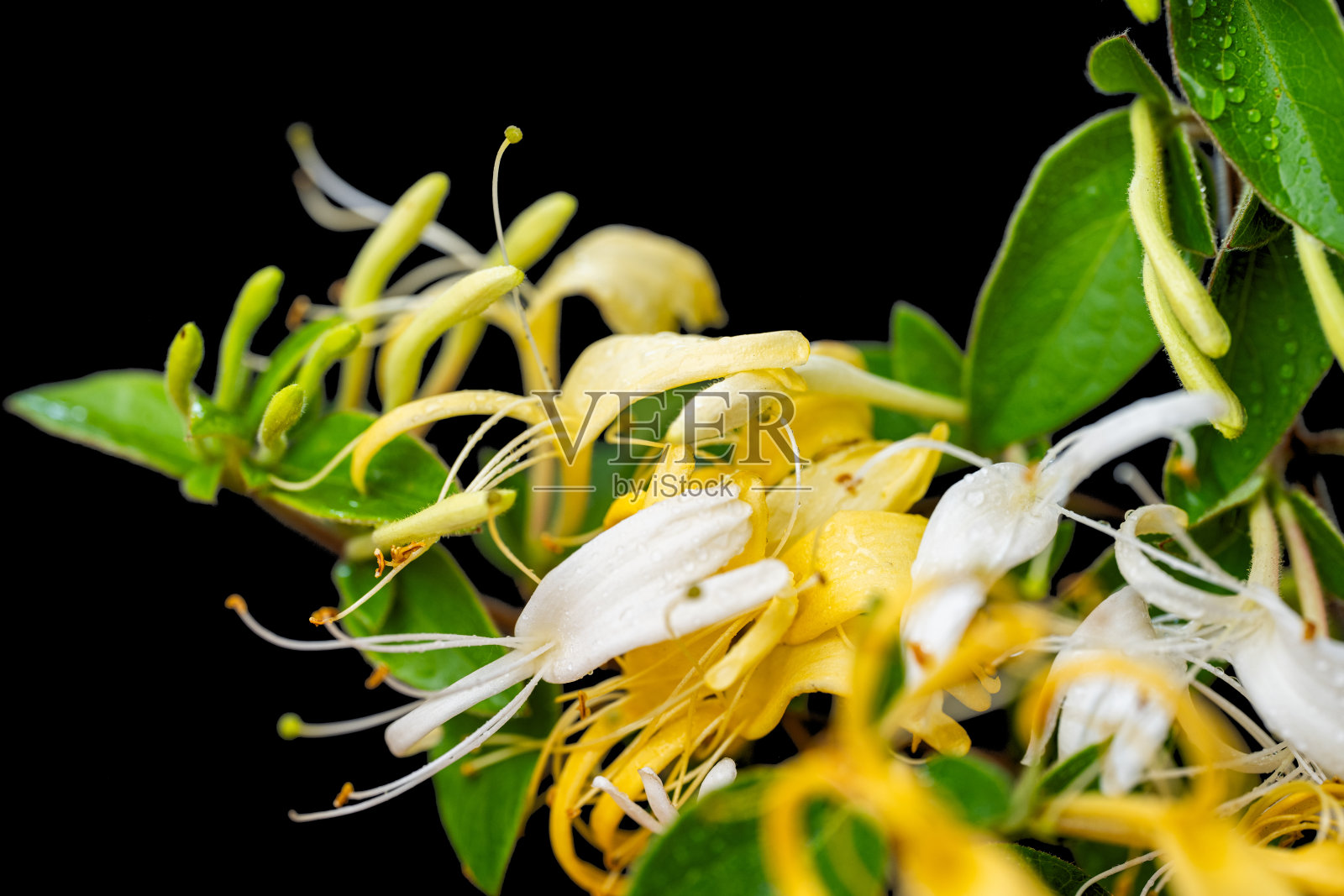 孤立的忍冬花照片摄影图片