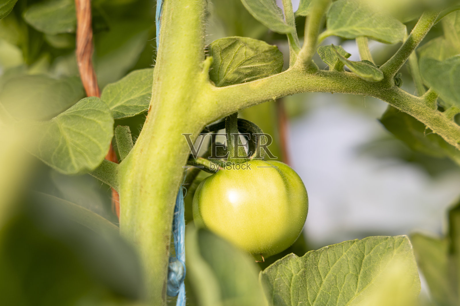 一颗绿色未成熟的番茄挂在植物上照片摄影图片