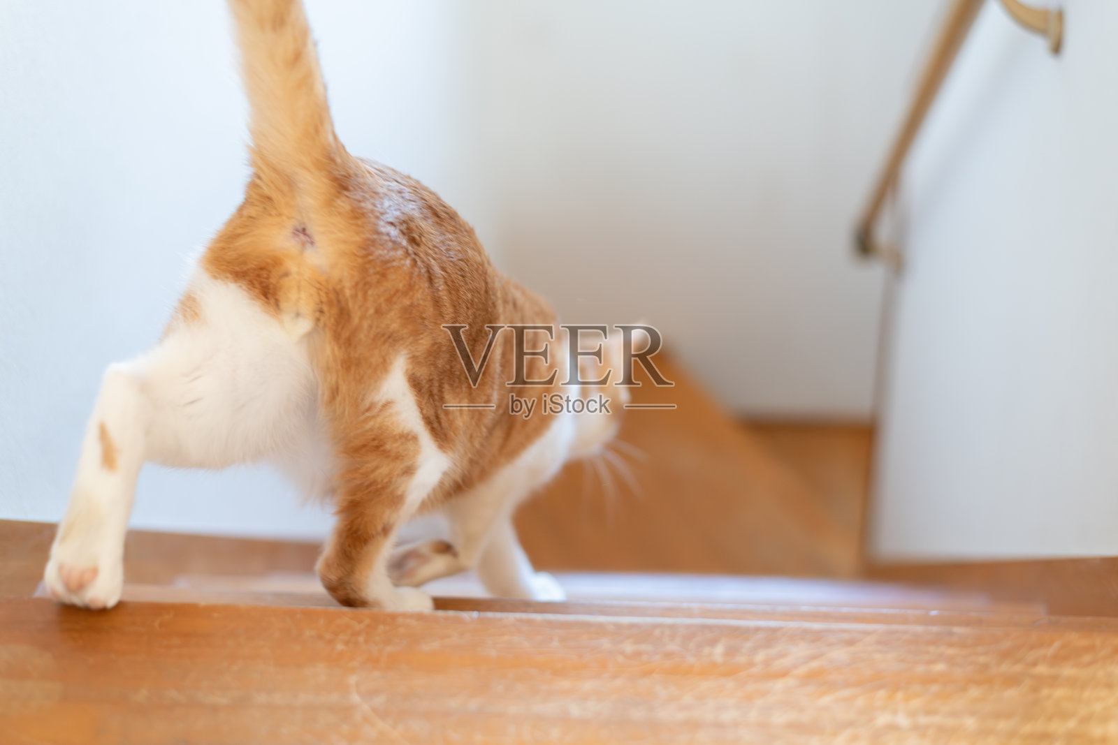 可爱的猫咪正在下楼梯照片摄影图片