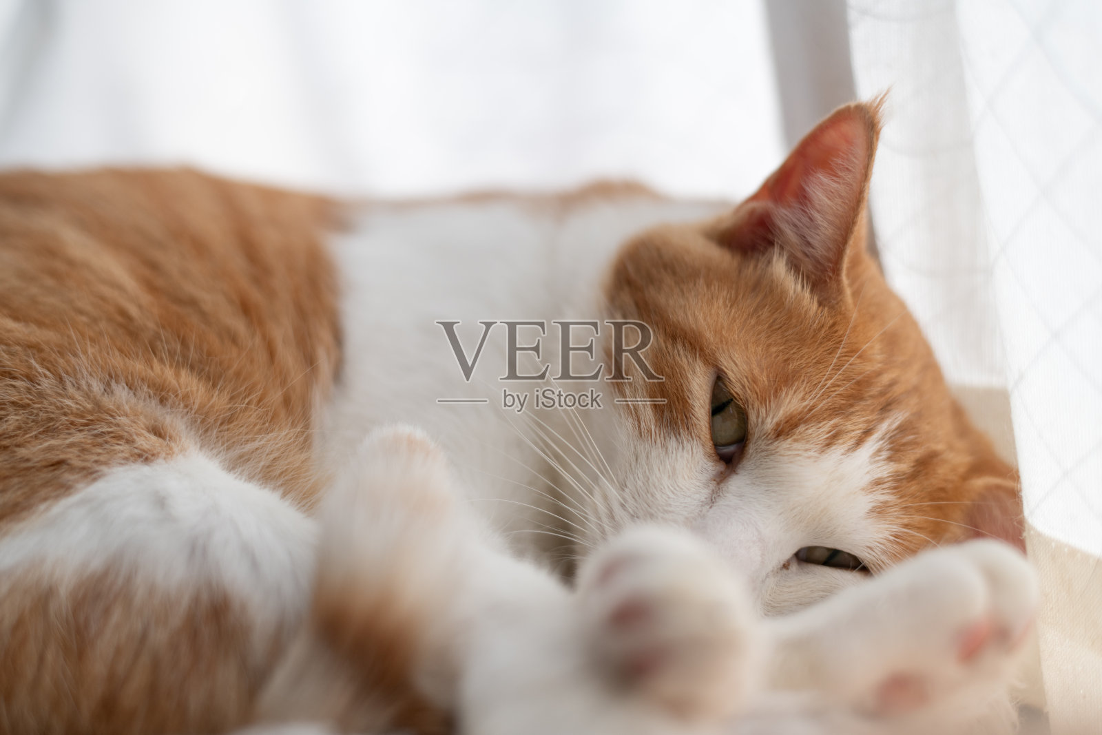 一只可爱的猫咪在它最喜欢的地方放松。照片摄影图片