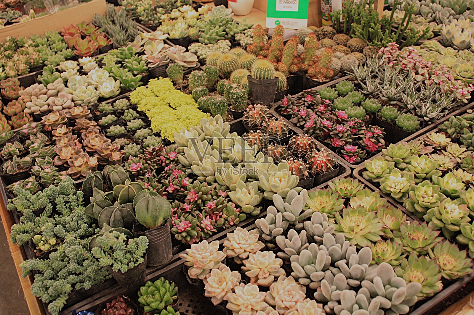 多彩的多肉植物照片摄影图片