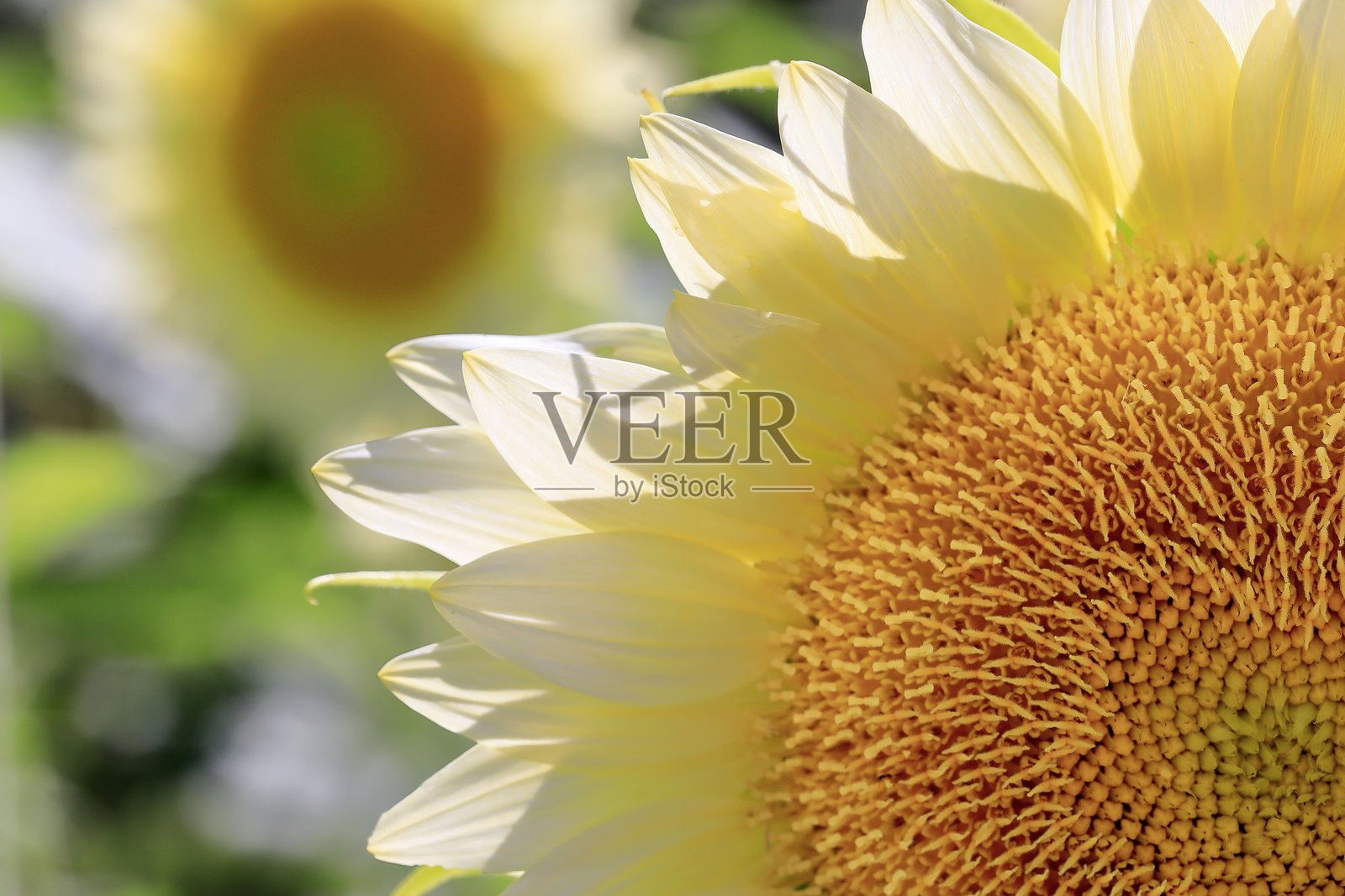 盛开的向日葵照片摄影图片