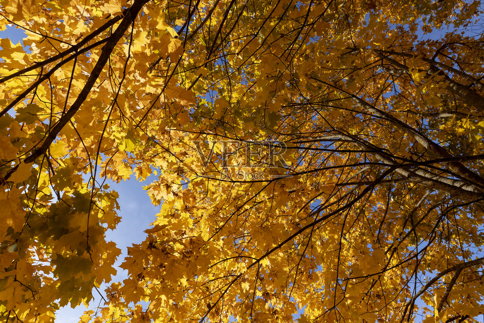 秋季的橙树，树枝上五彩斑斓的叶子在秋天来临之前即将落下照片摄影图片