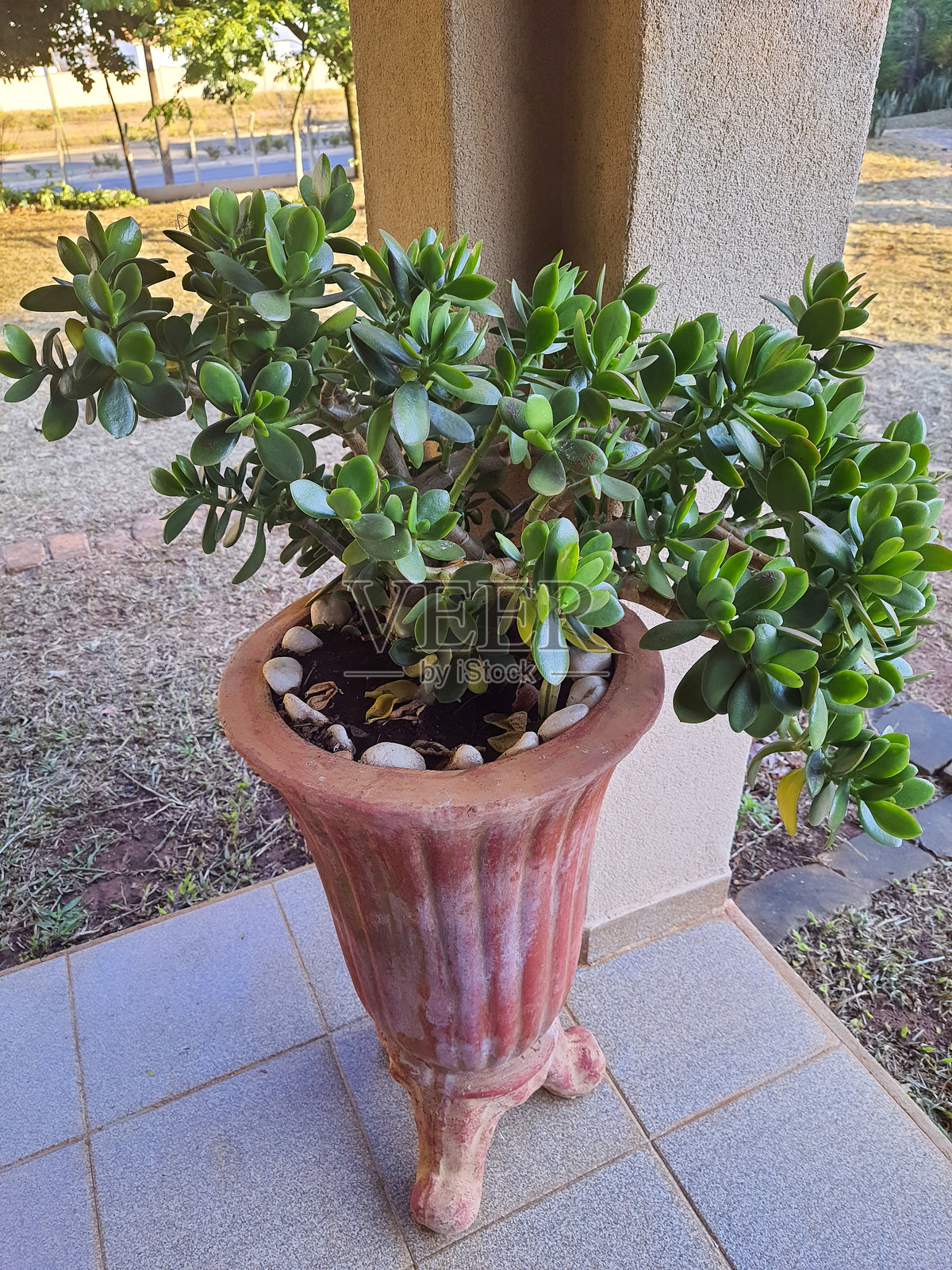 玉树。照片摄影图片