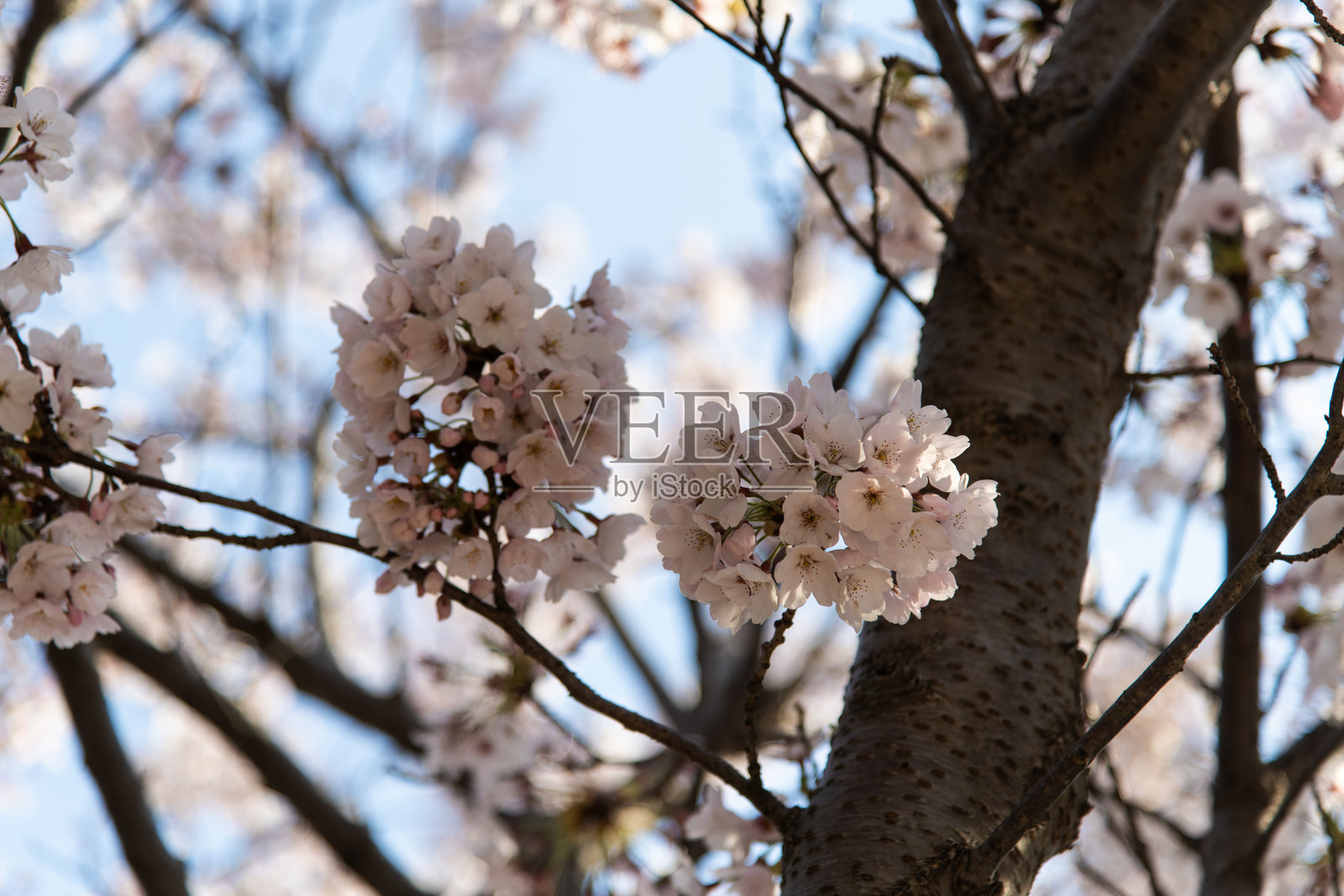 树上的樱花照片摄影图片