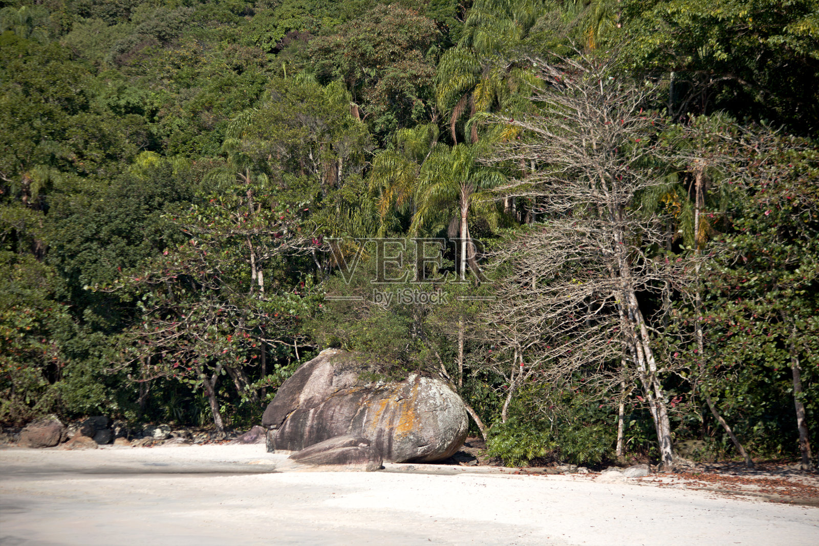 热带大西洋森林与白色沙滩照片摄影图片