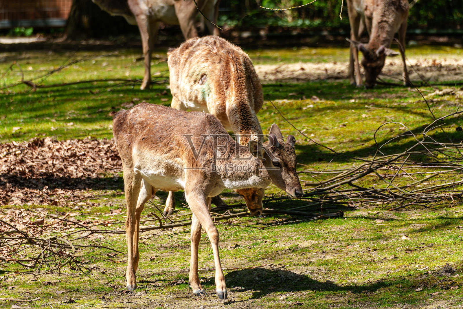 梅索不达米亚斑鹿（Dama mesopotamica）是一种反刍哺乳动物。照片摄影图片