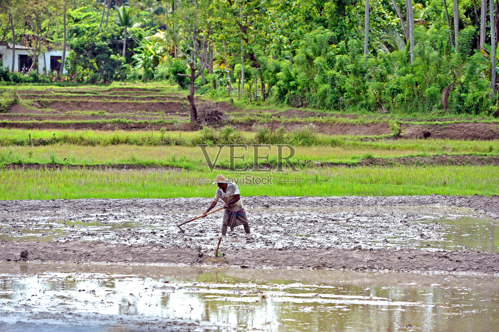 工人在斯里兰卡西部省清理稻田，以便重新播种。照片摄影图片