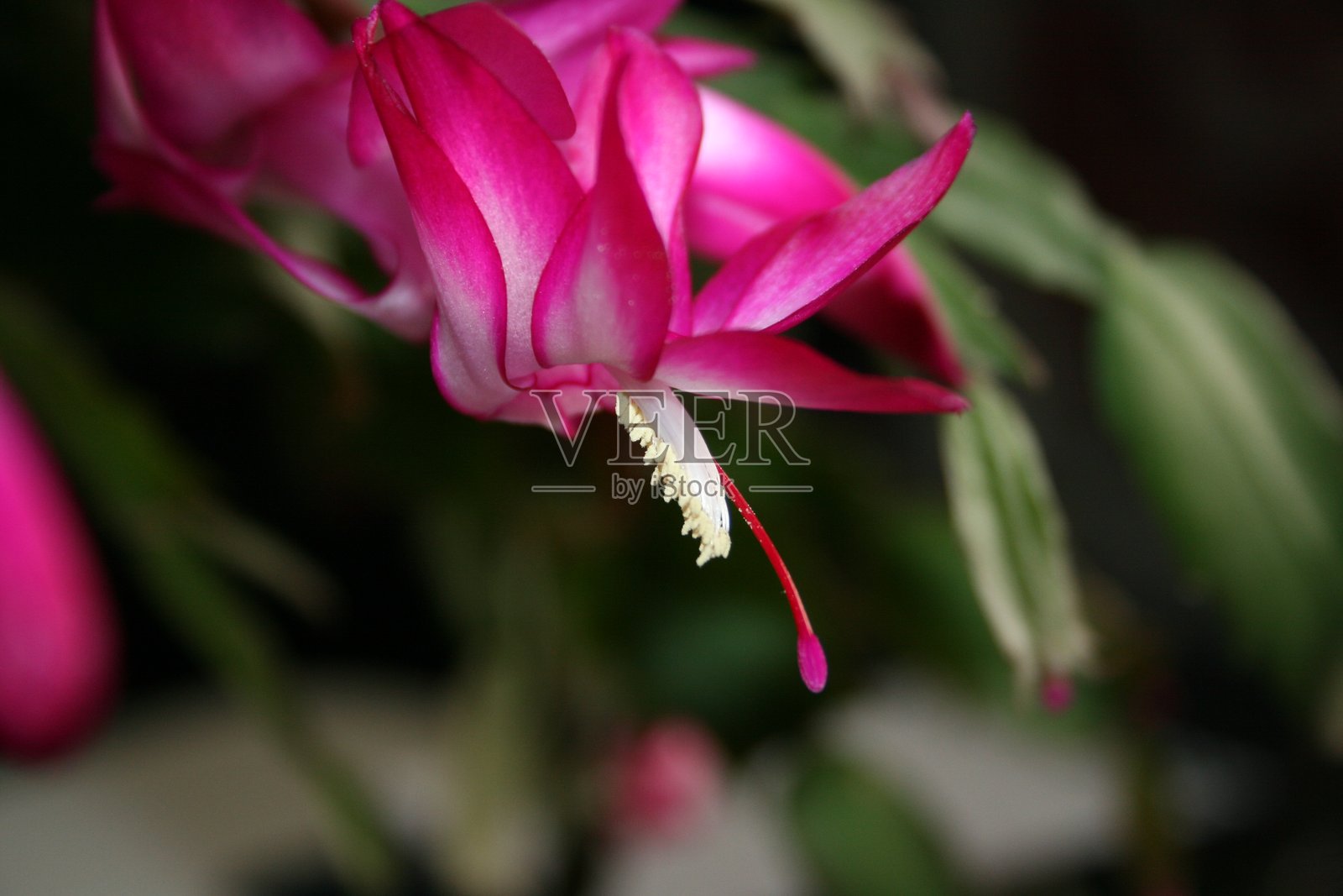 绿色花园中的花朵盛开照片摄影图片