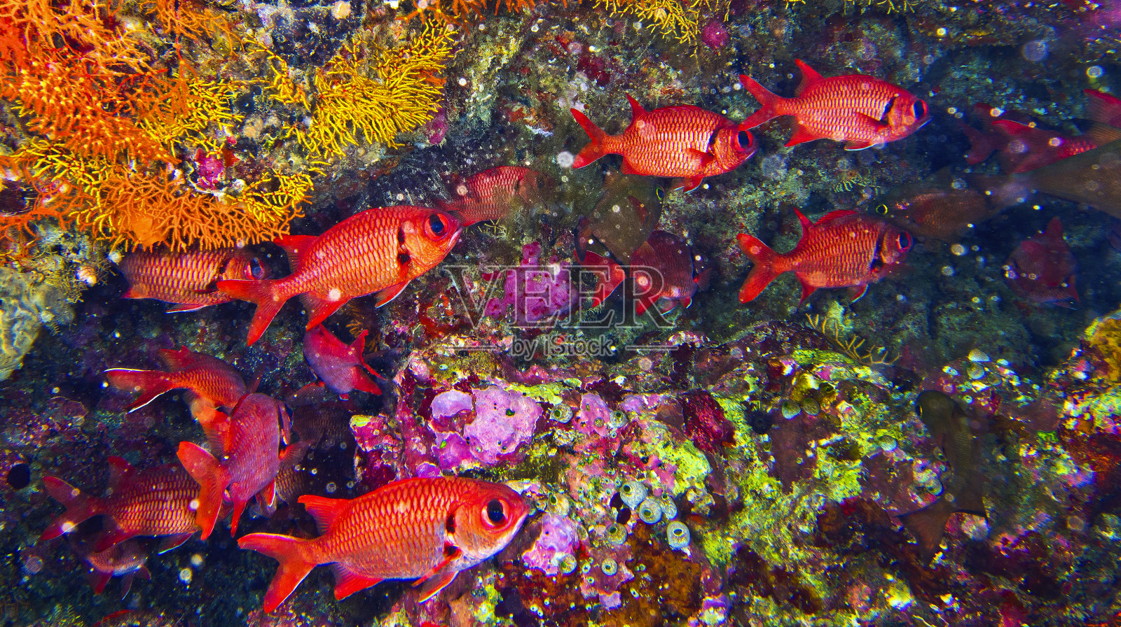 完美的士兵鱼，Myripristis vittata，珊瑚礁，造礁珊瑚，南阿里环礁，马尔代夫照片摄影图片